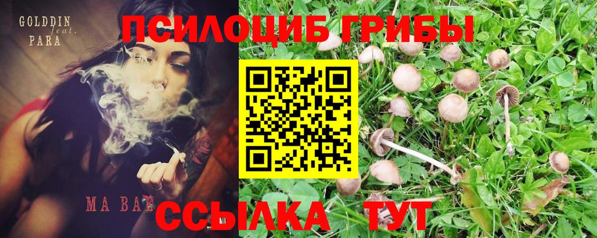 где продают наркотики  Вход с VPN  Богородицк  Псилоцибиновые грибы GOLDEN TEACHER  Галлюциногенные грибы Psilocybe 